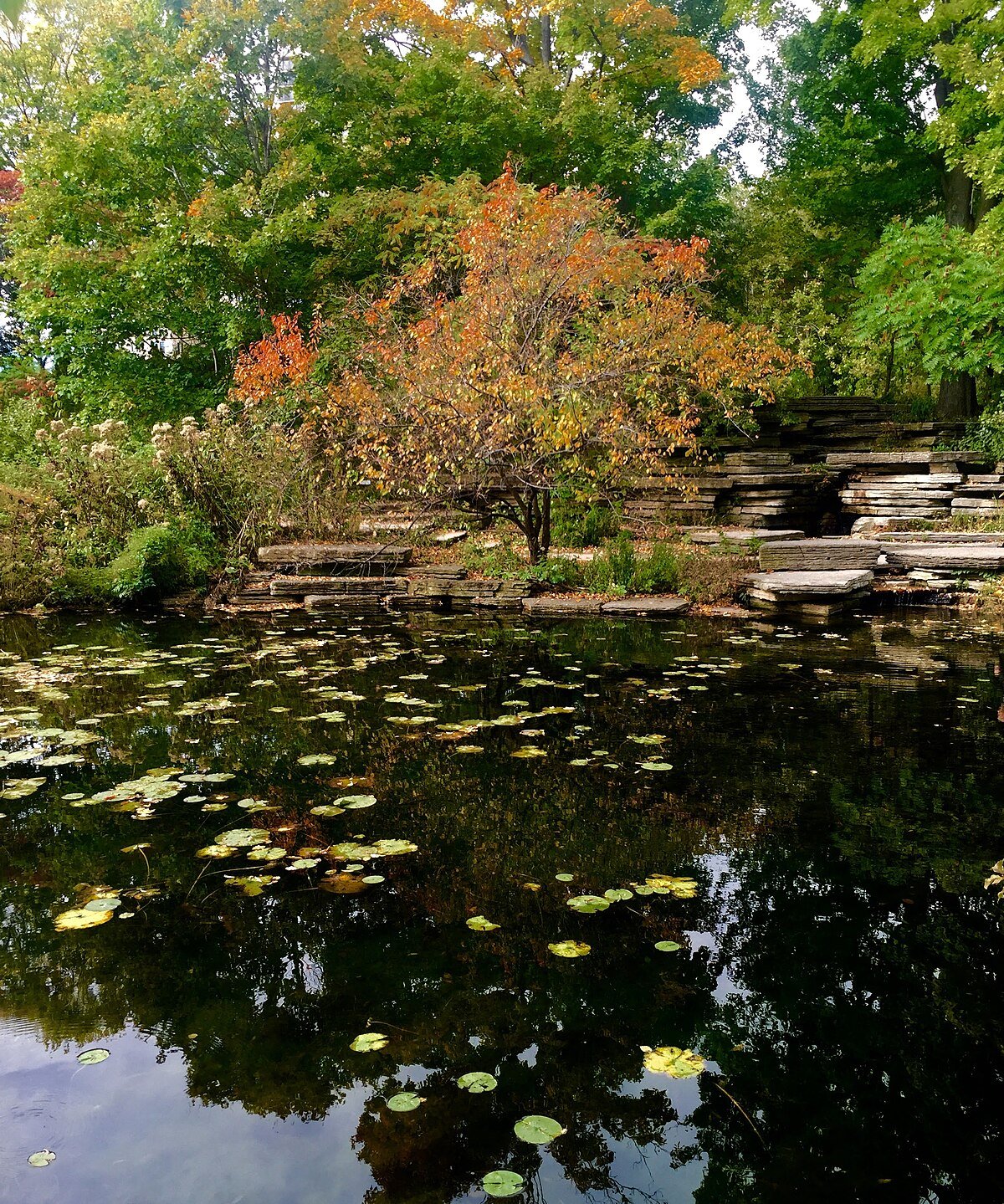 알프레드 콜드웰 릴리 풀 (Alfred Caldwell Lily Pool)